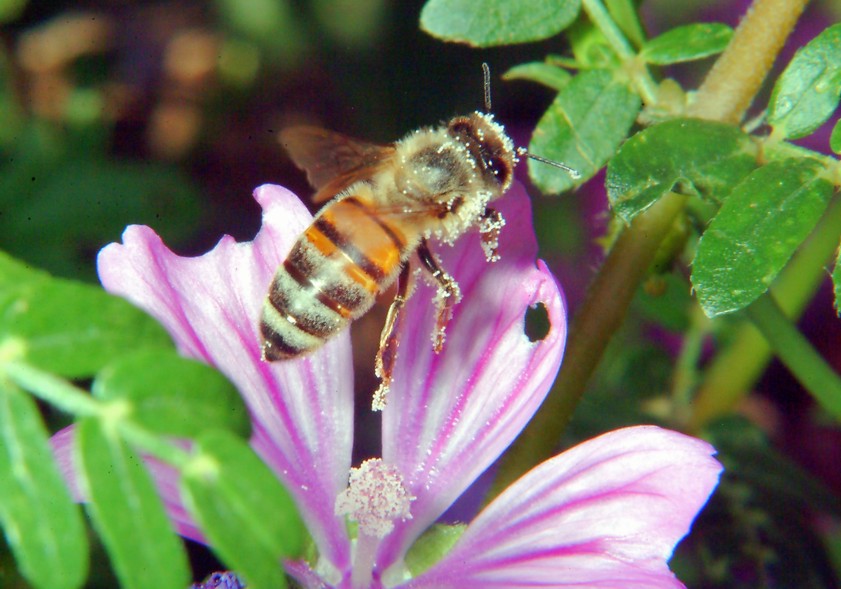 Farfalla nuova incontra coccinella